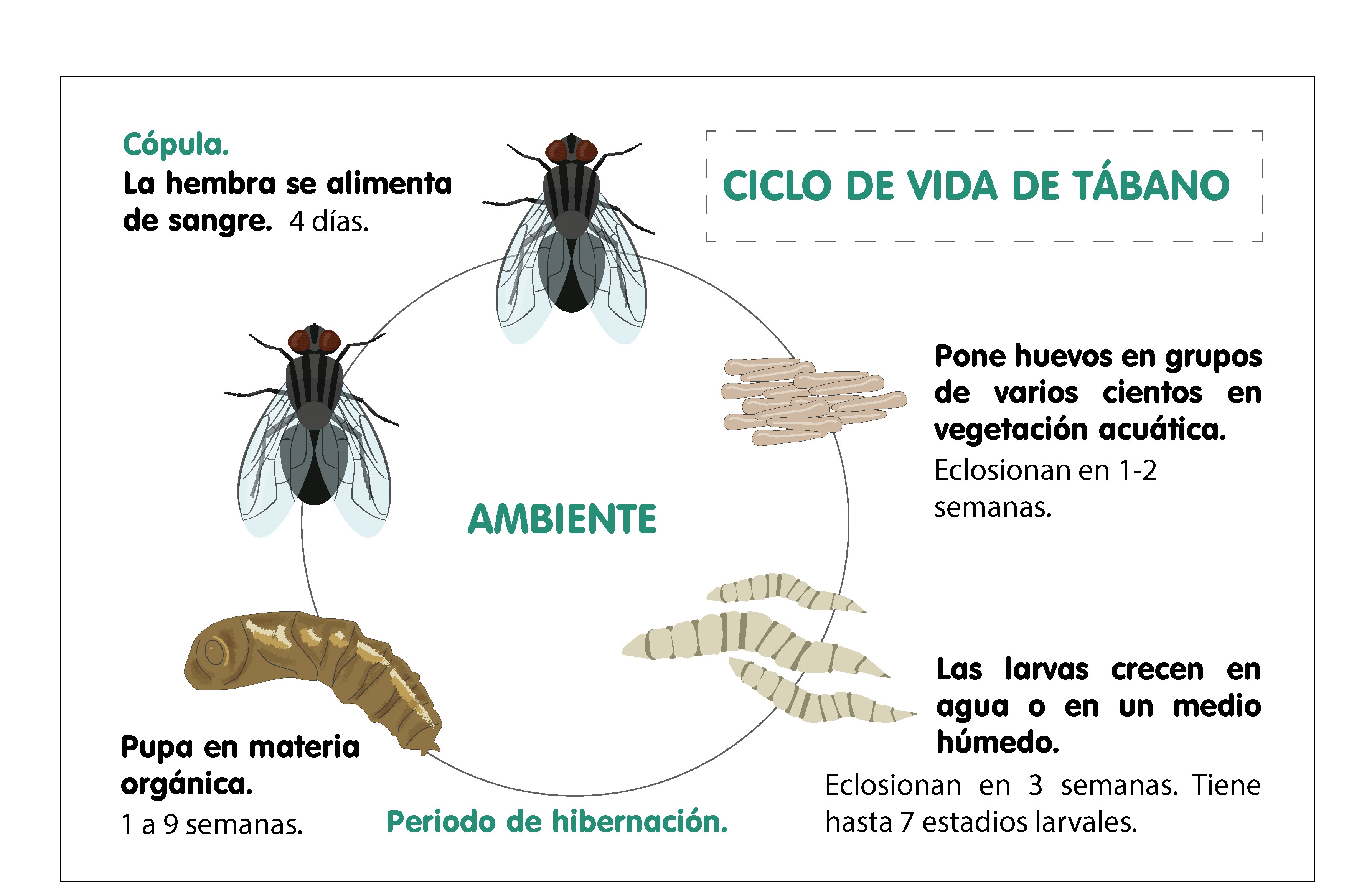 Ciclo de vida del tábano
